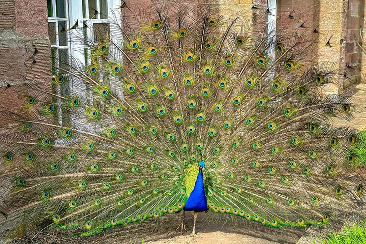 burung merak dengan bulunya di hadapan sebuah bangunan