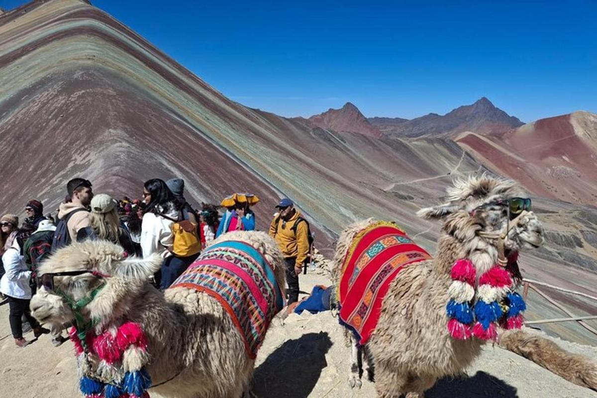 een groep kamelen die op een berg staat