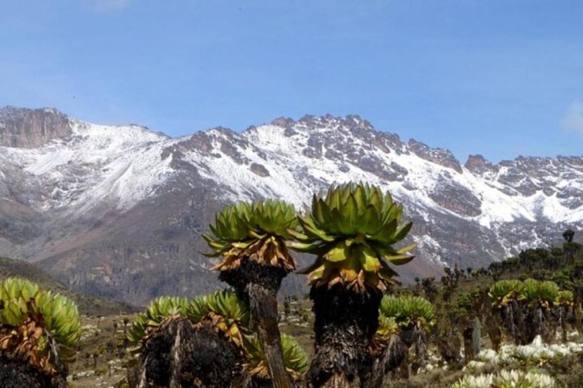 una vista d'una muntanya nevada amb palmeres