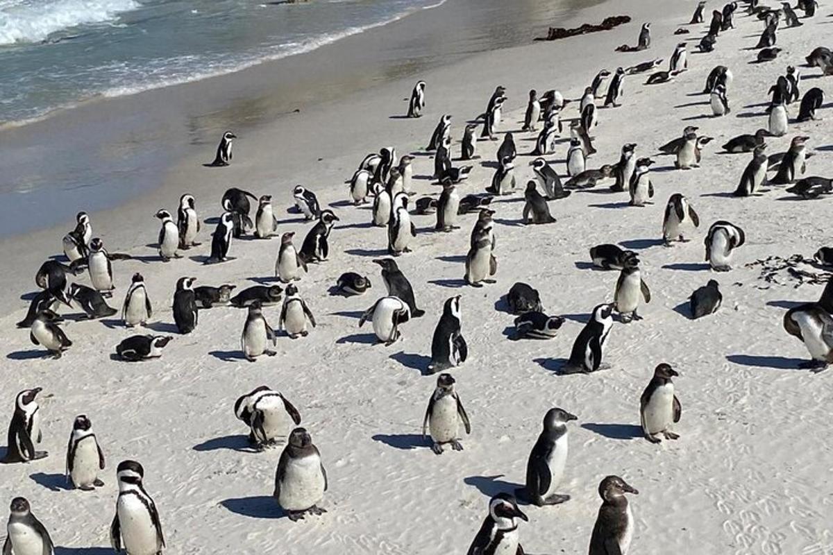 sekumpulan besar penguin berdiri di pantai