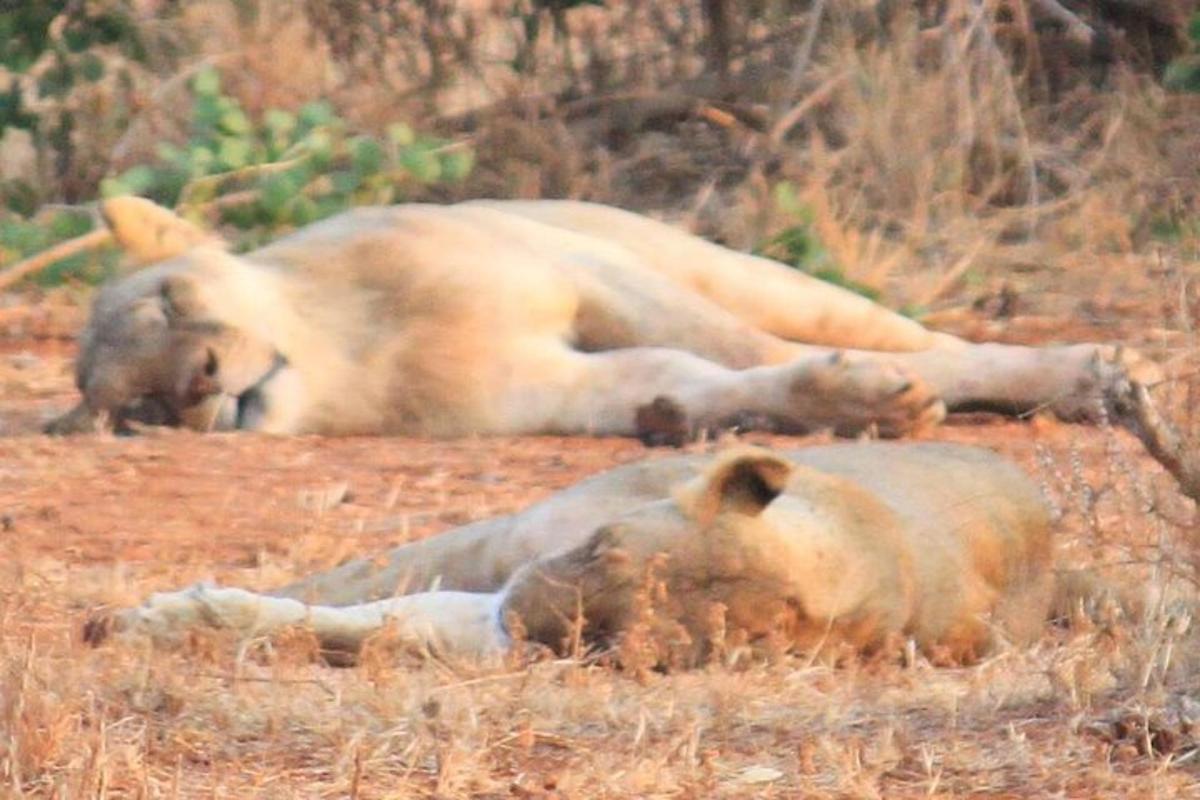 a group of lions laying in the grass