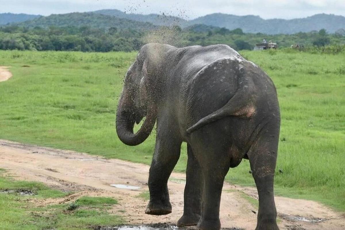 un elefante che cammina su una strada sterrata in un campo