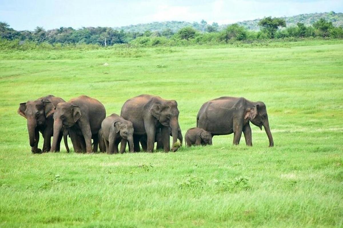 una mandria di elefanti in piedi in un campo