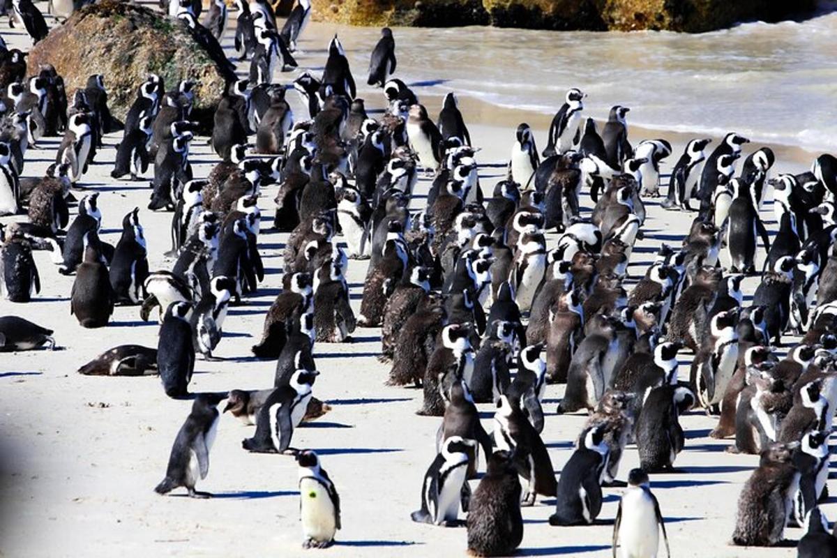 sekelompok besar penguin berjalan di pantai