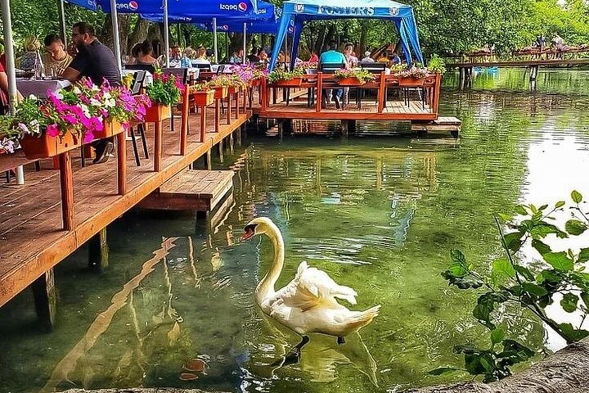 un cigne nedant a l'aigua d'un restaurant