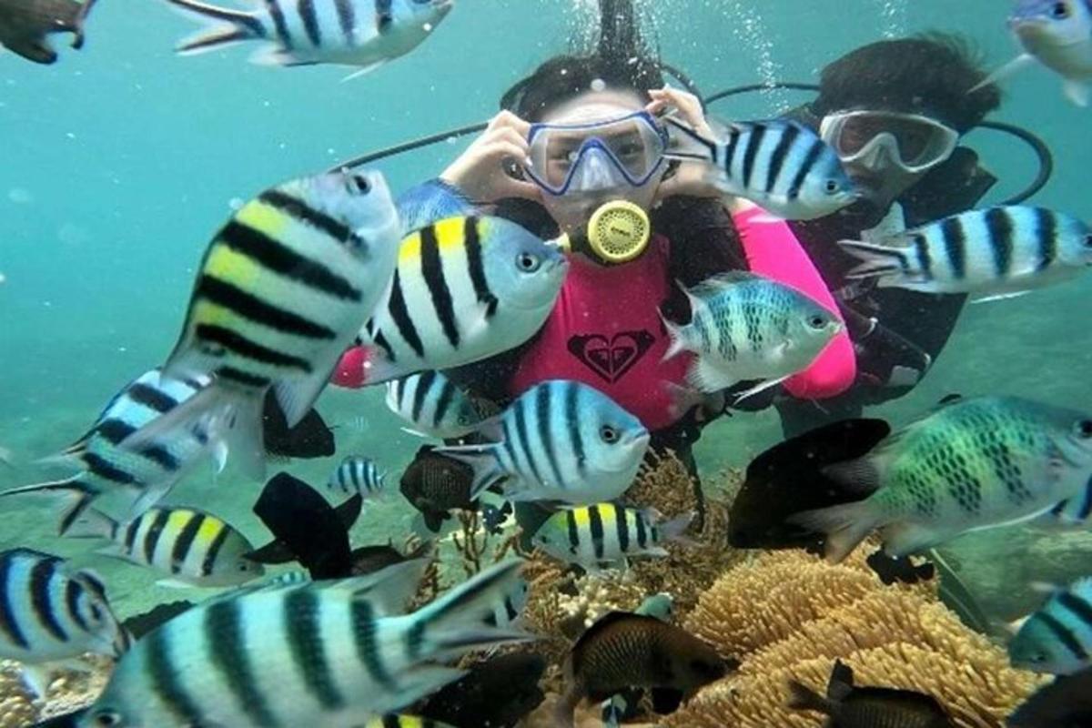 una persona a l'aigua amb un grup de peixos