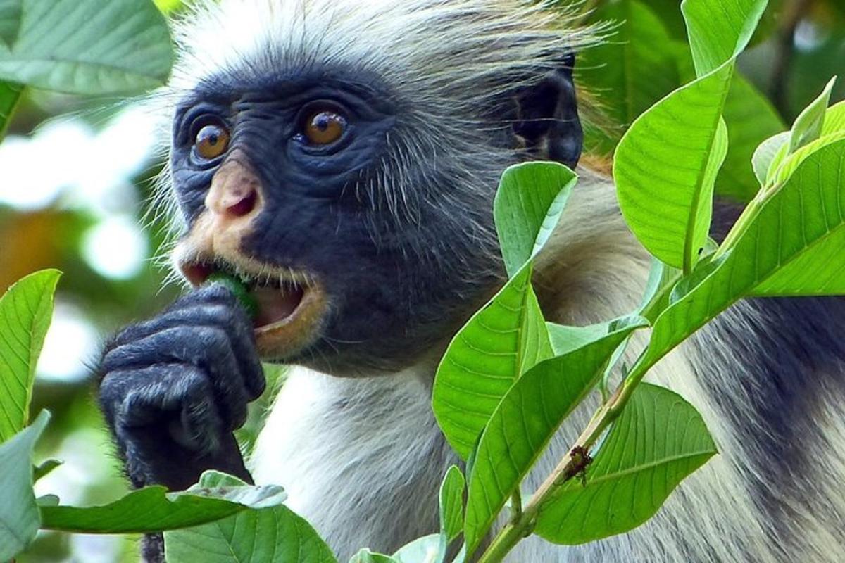 a monkey eating a leafy branch of a tree