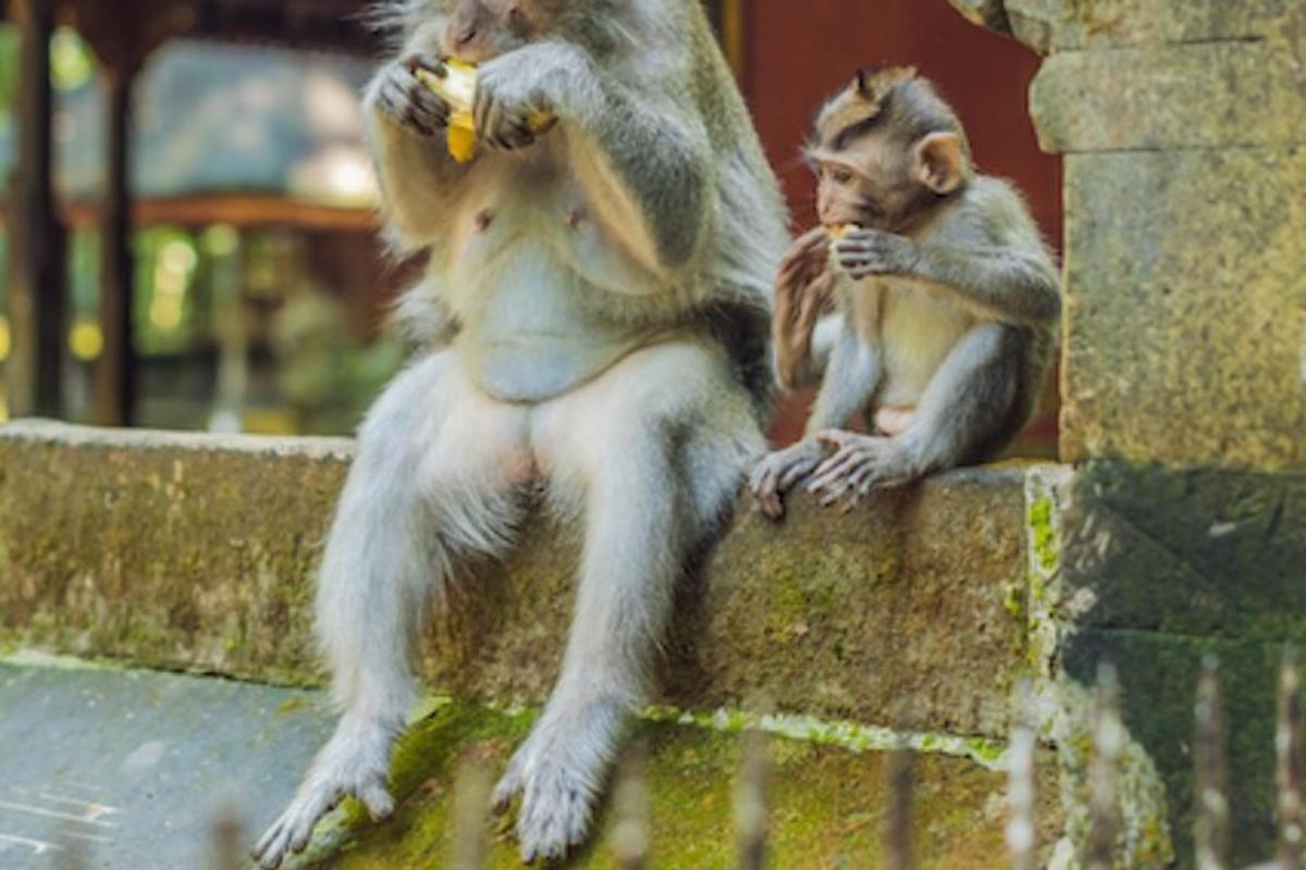 due scimmie sedute su un muro che mangiano banane