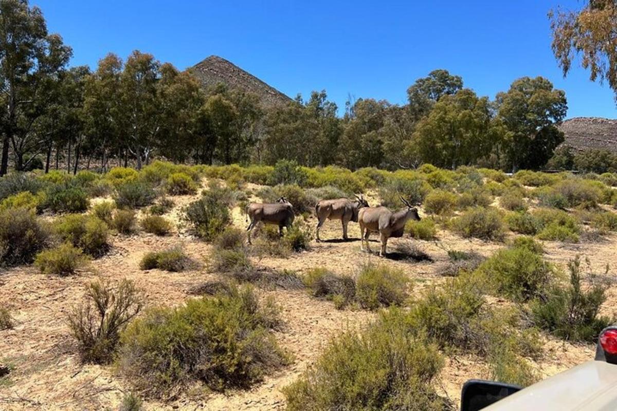 a group of horses standing in a field of bushes