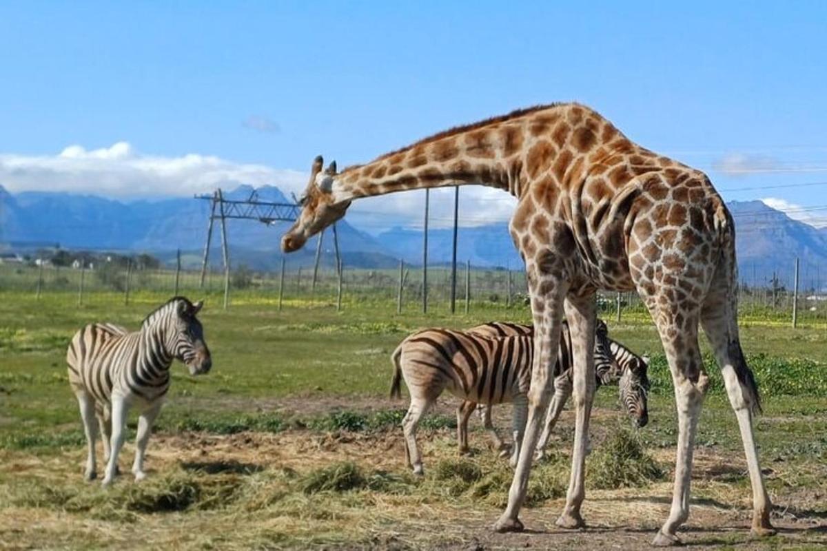 una jirafa y dos cebras en un campo