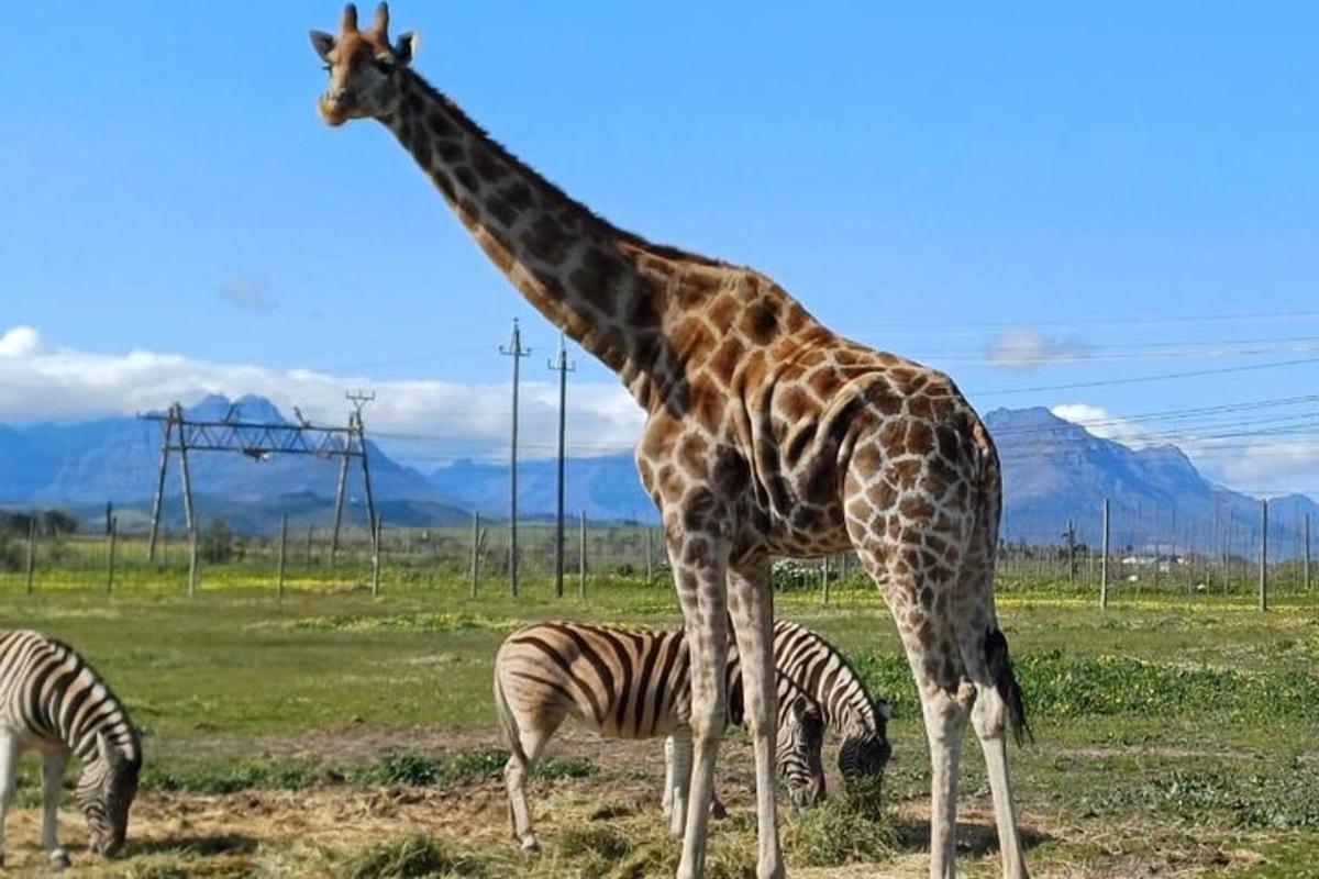 een giraffe en twee zebra's in een veld