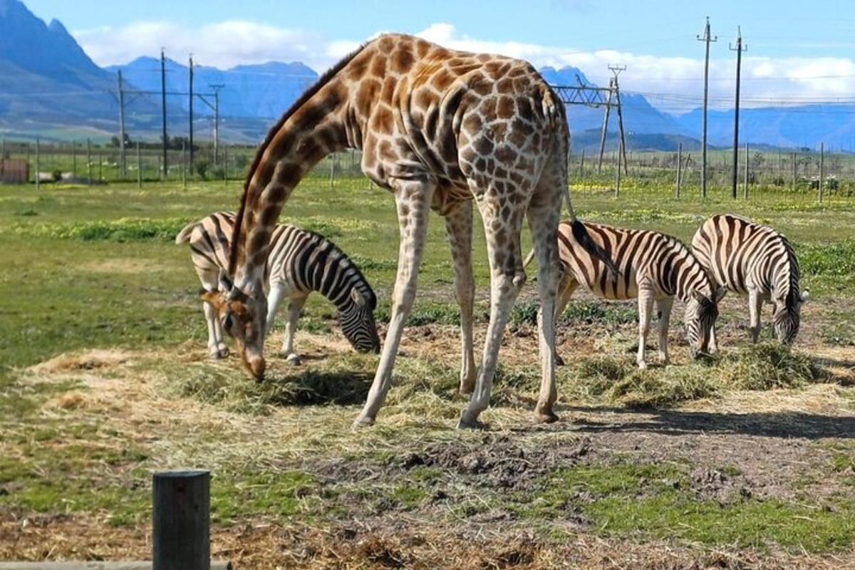 uma girafa ao lado de zebras em um campo