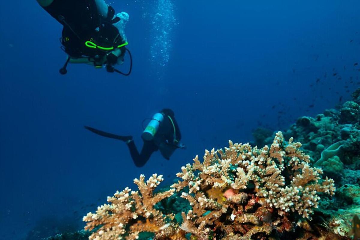 duas pessoas mergulhando sobre um recife de coral