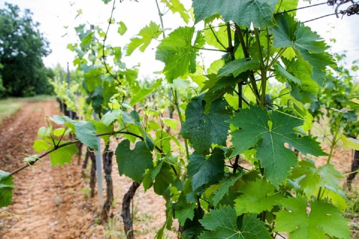 una fila di uva verde in un vigneto
