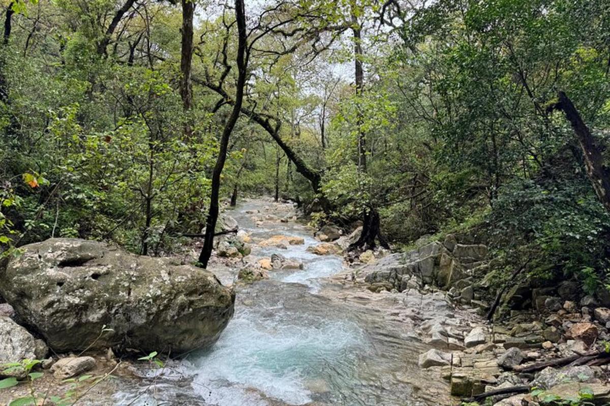 a river with a large rock in a forest