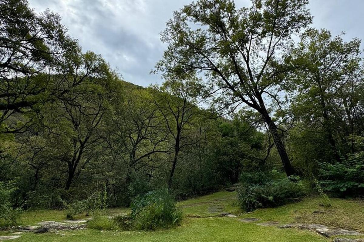 a group of trees in a field with grass