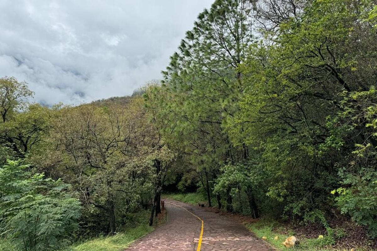 un camino de tierra en medio de un bosque
