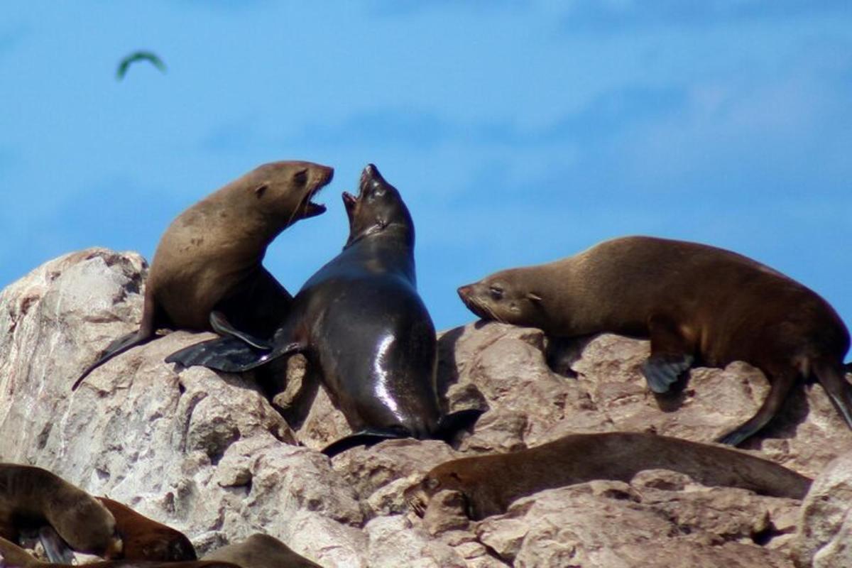 a group of seals sitting on top of a rock