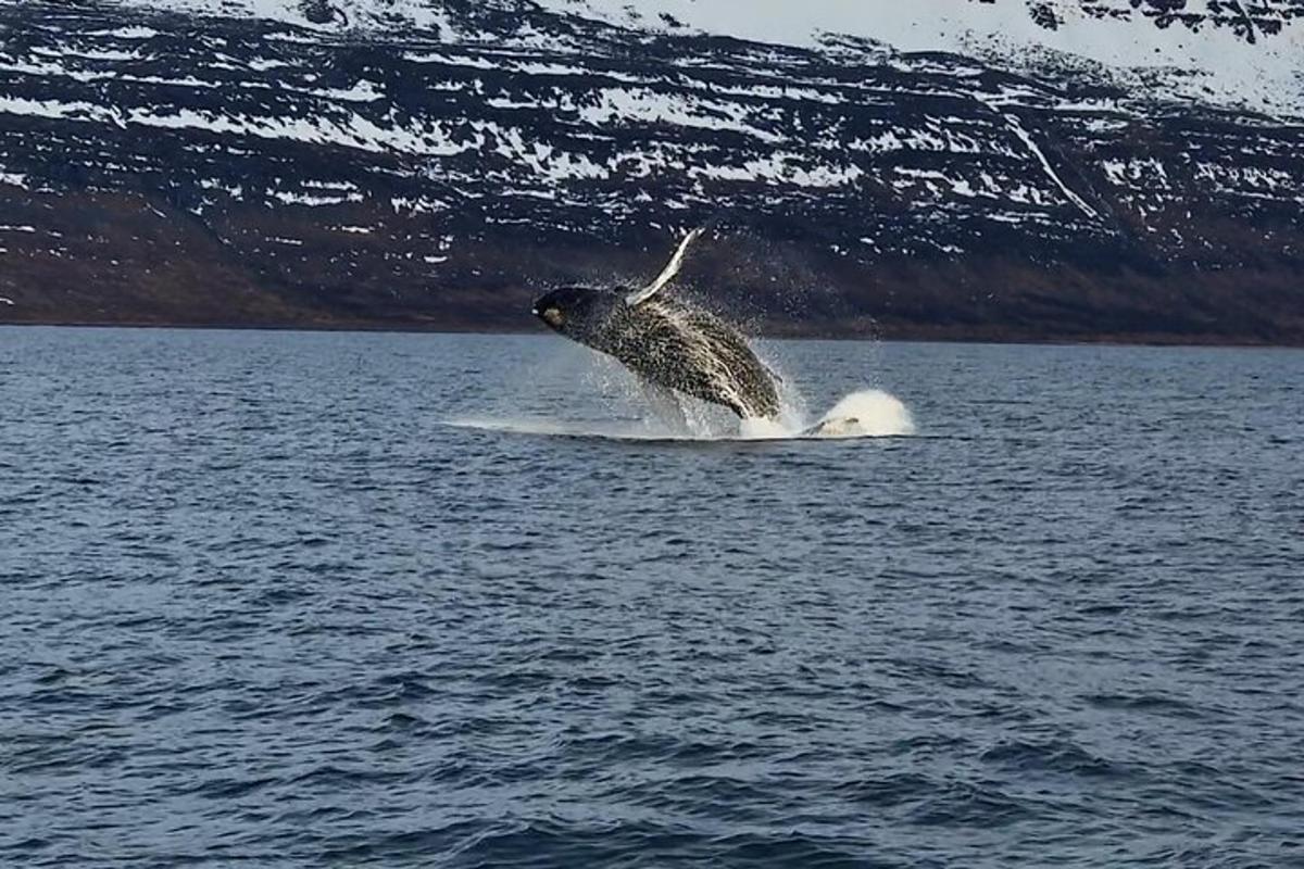 en fågel på en surfbräda i vattnet