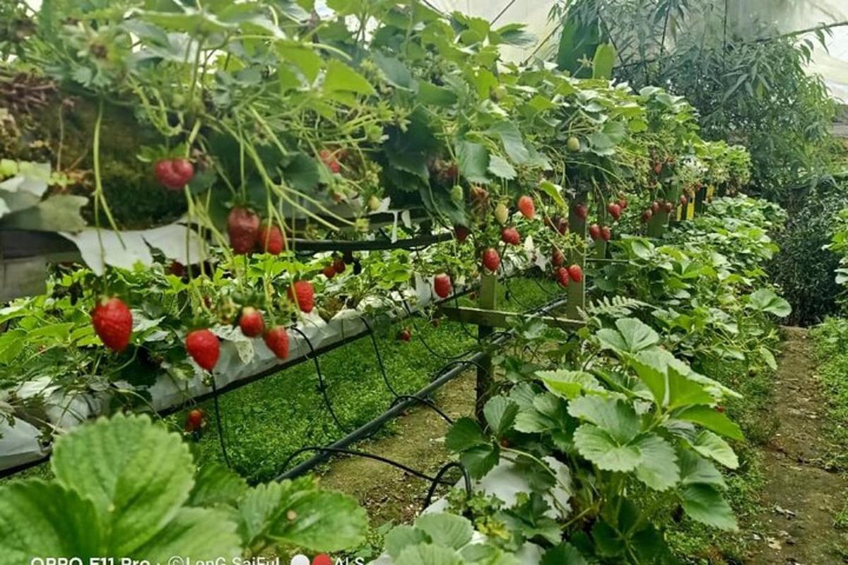 Una hilera de plantas de fresa en un invernadero.