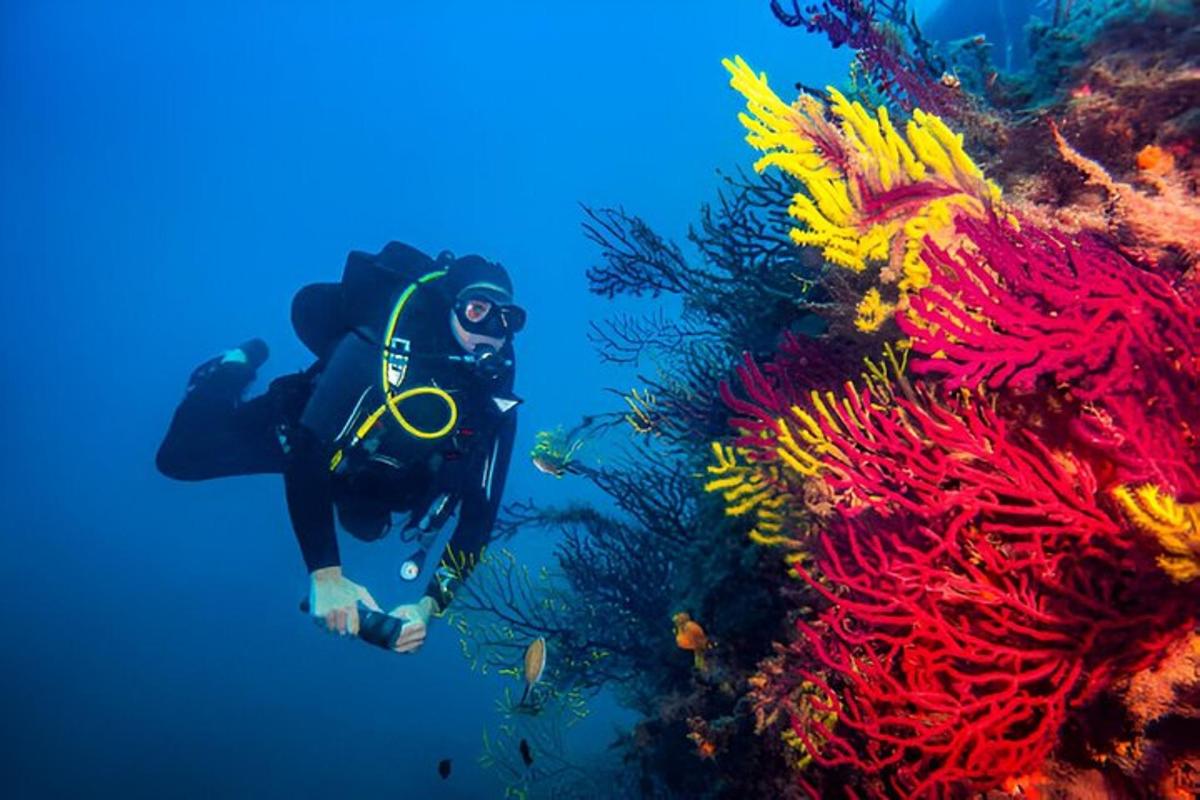 una persona amb vestit de neoprè bussejant al costat d'un escull de corall de colors