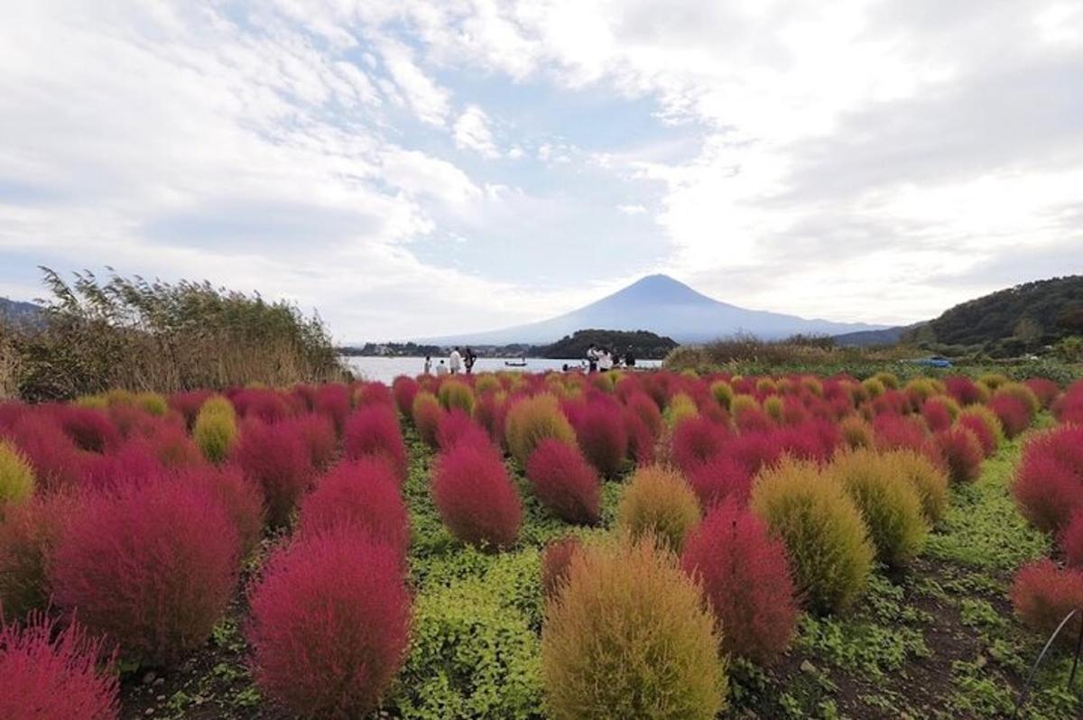 un campo di piante colorate con una montagna sullo sfondo