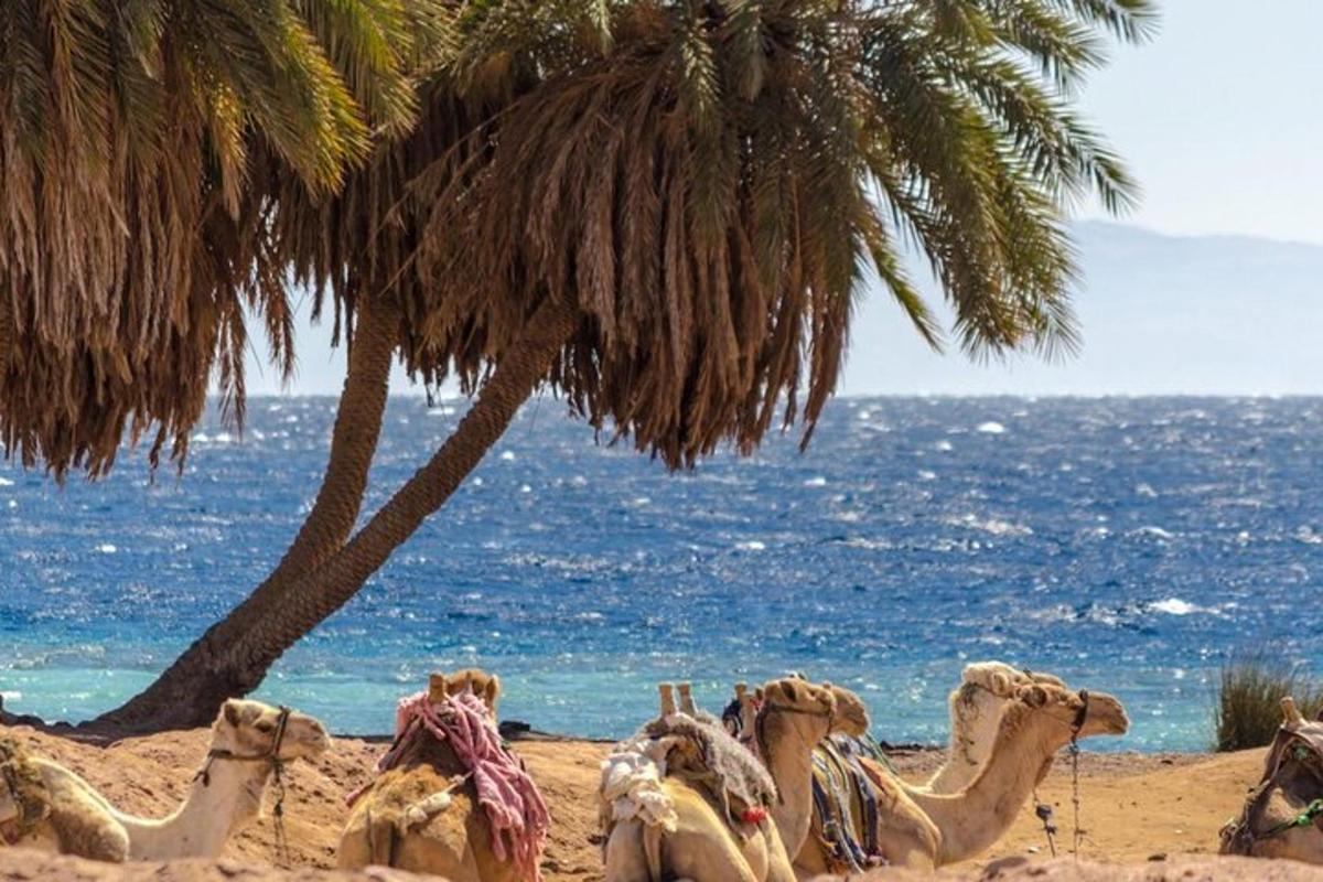eine Gruppe von Kamelstatuen an einem Strand mit einer Palme
