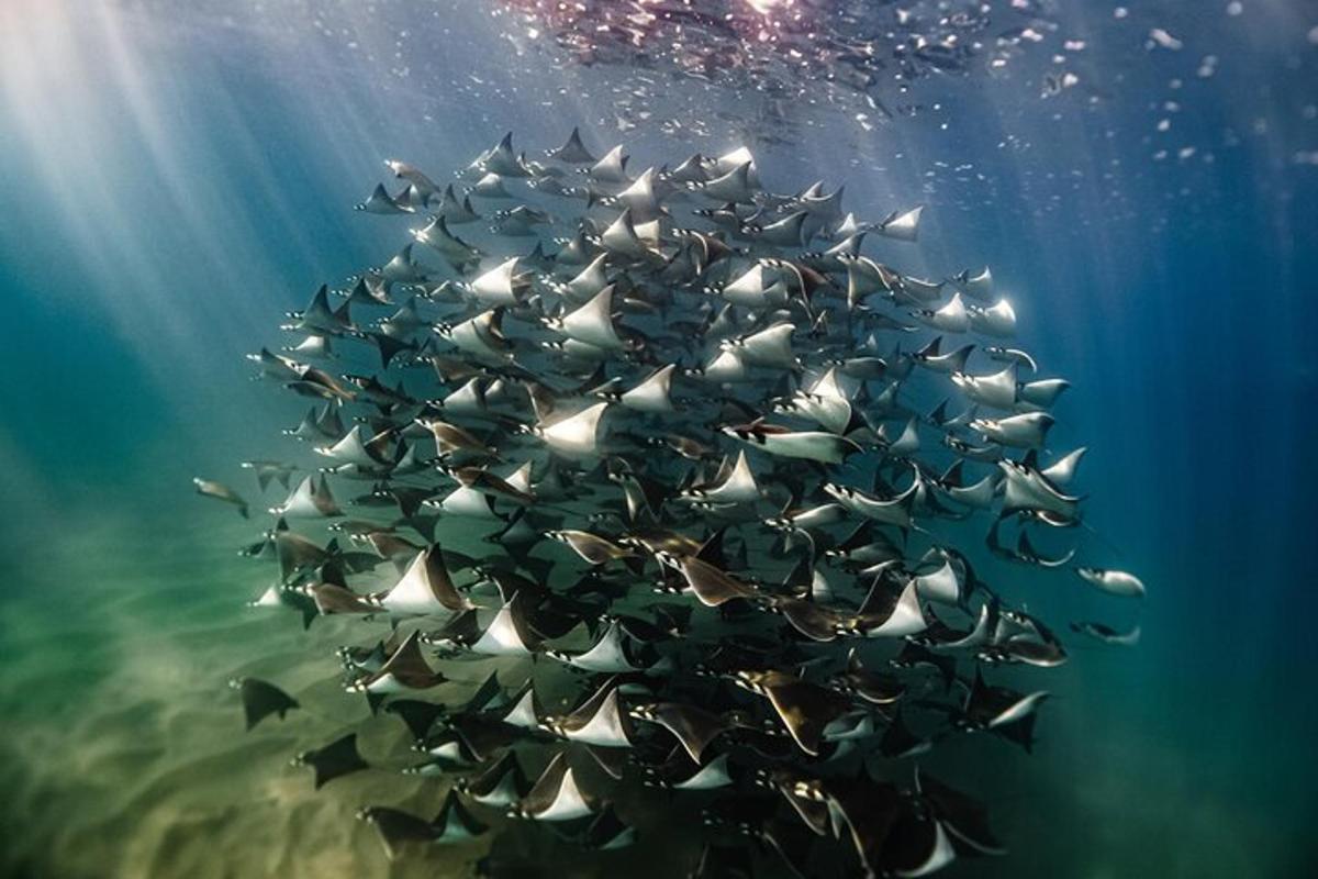 un gran grupo de peces nadando en el océano