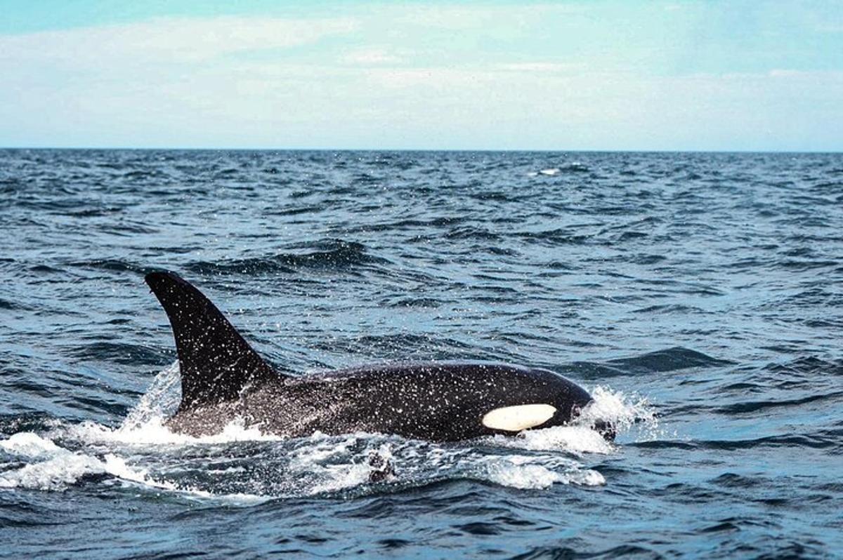 una orca nadando en un cuerpo de agua