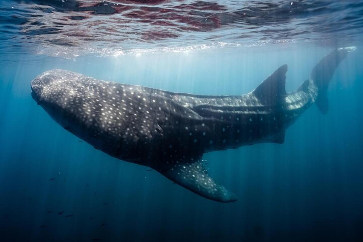 un tiburón ballena nadando en el agua