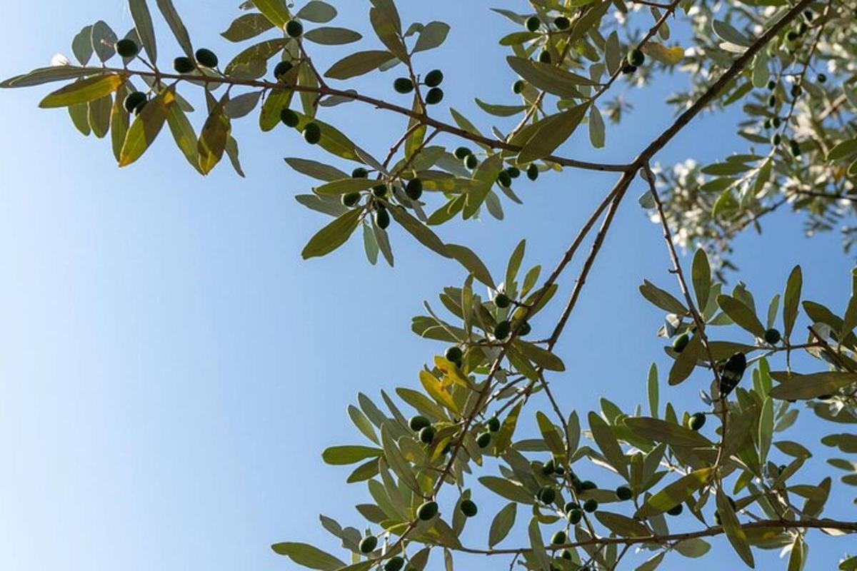 ένα κλαδί δέντρου με πράσινα φύλλα και έναν γαλάζιο ουρανό