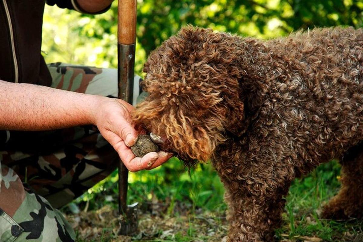 seseorang sedang memegang seekor anjing kecil berwarna coklat