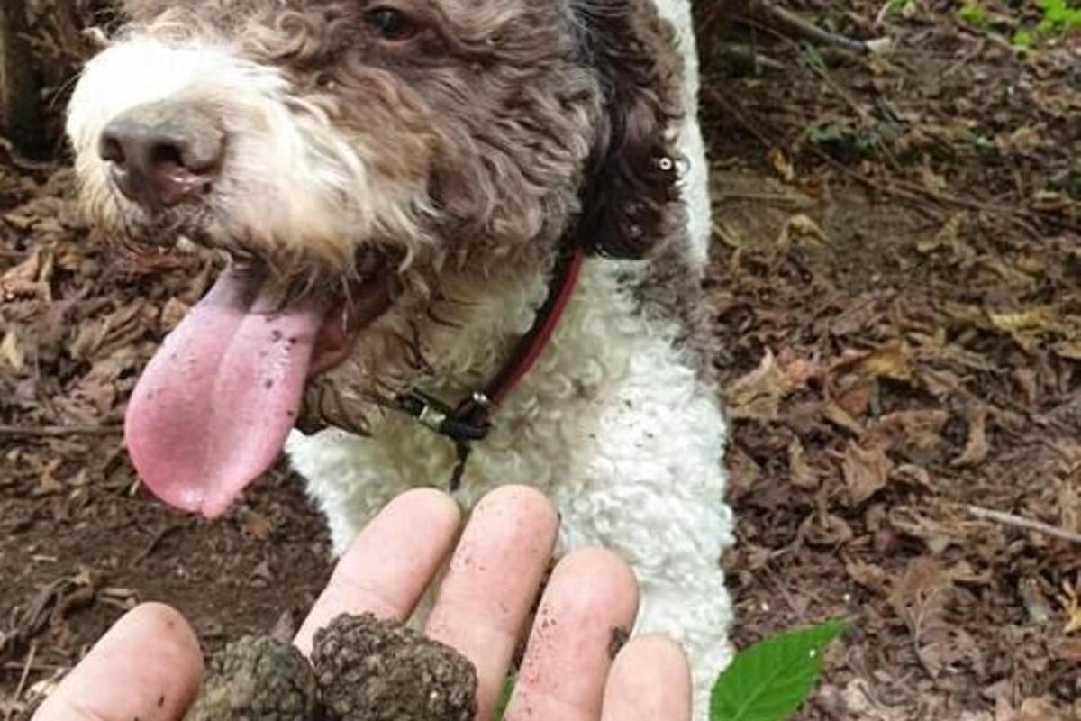 a person is petting a dog with its tongue