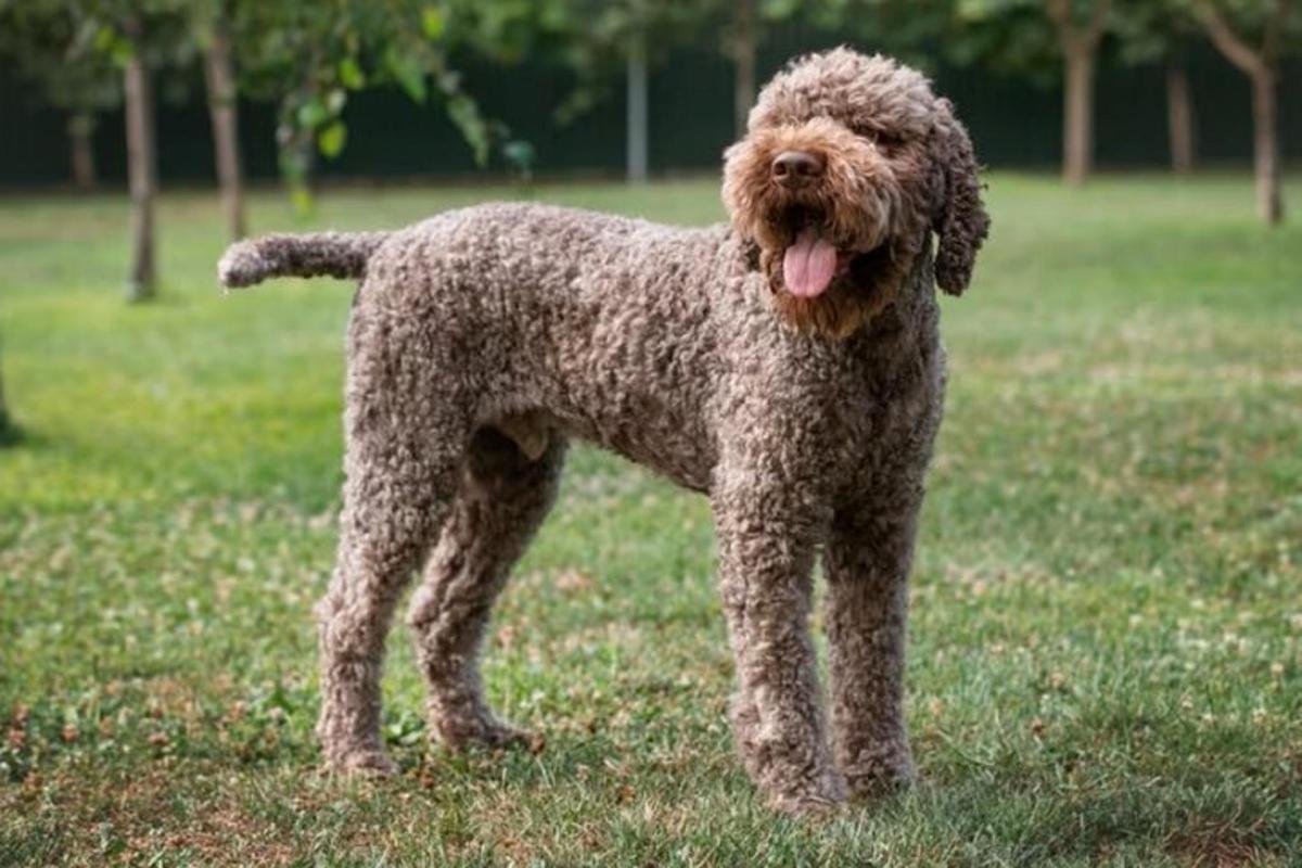 un caniche debout dans l'herbe avec la langue tirée