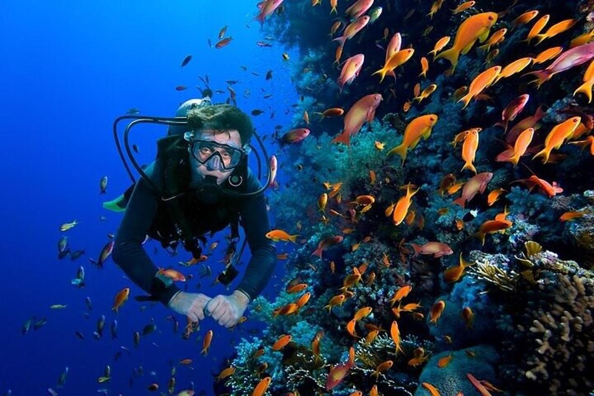 una persona en el océano con un banco de peces