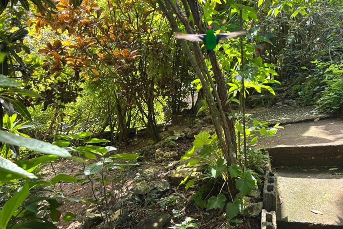 Un pájaro posado en lo alto de un árbol en un jardín.