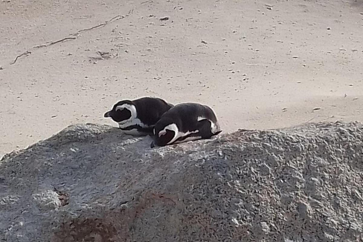seekor anjing hitam dan putih berbaring di atas batu di pantai