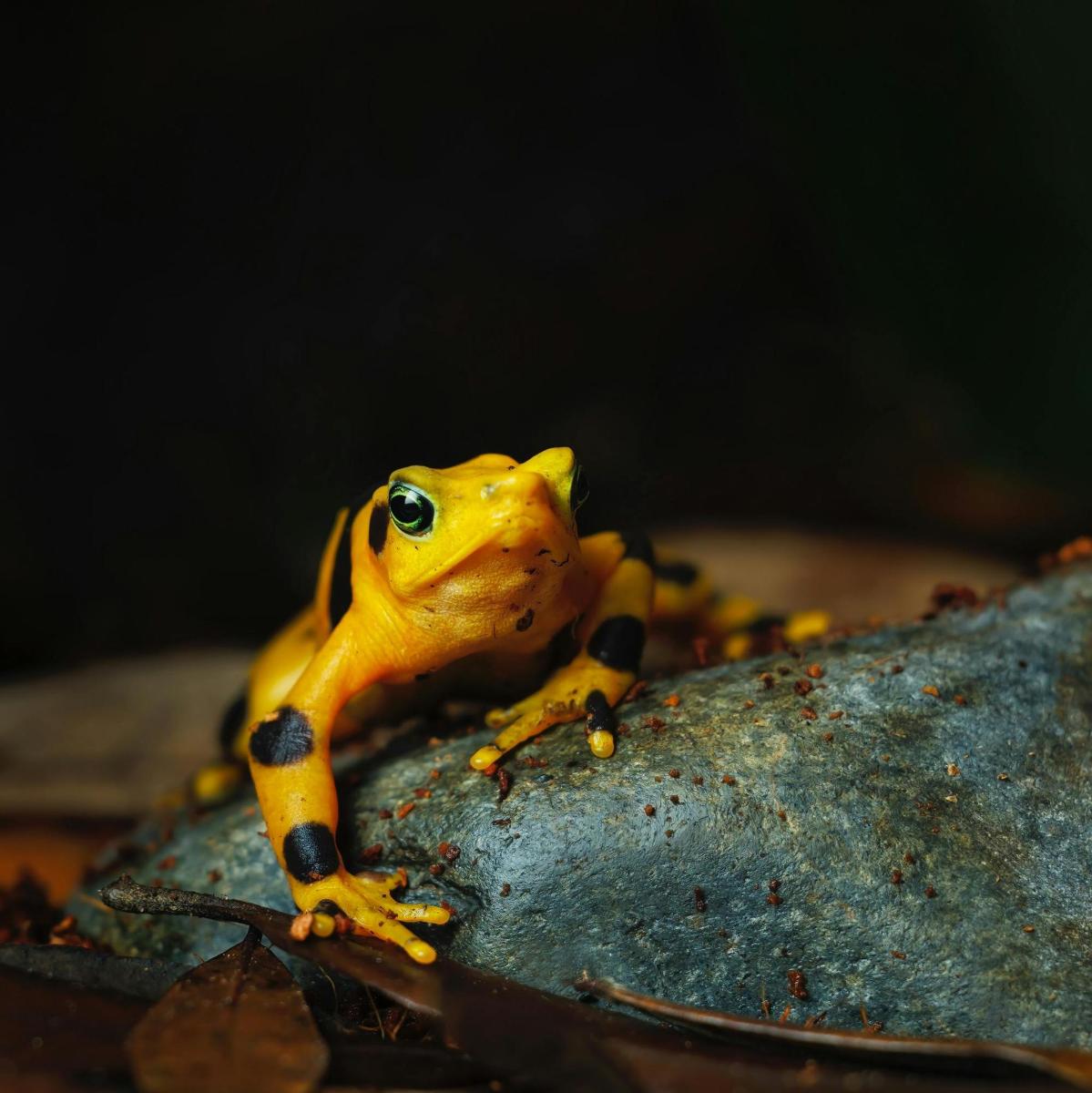 a yellow frog sitting on top of a rock