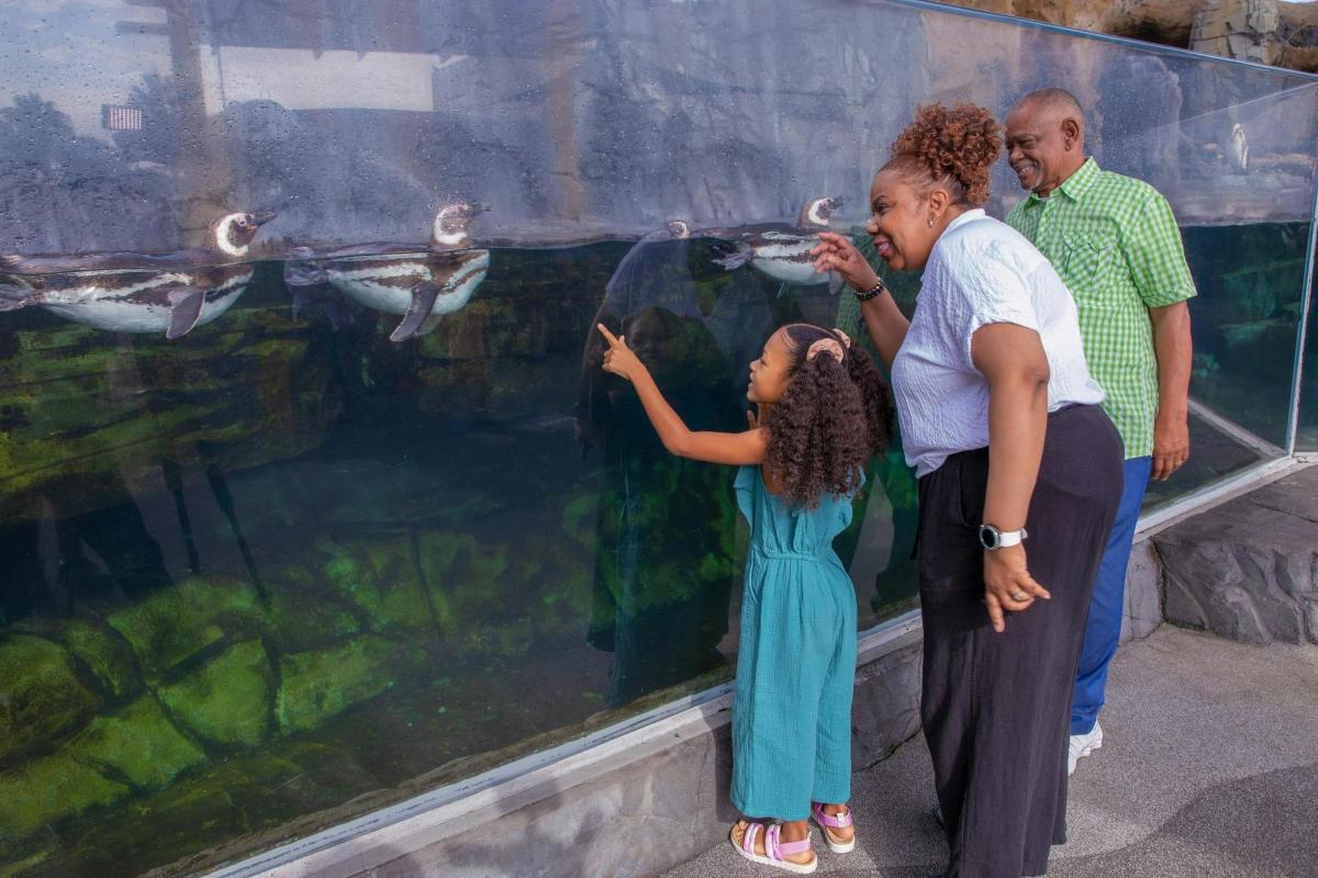 a group of people looking at penguins in an aquarium
