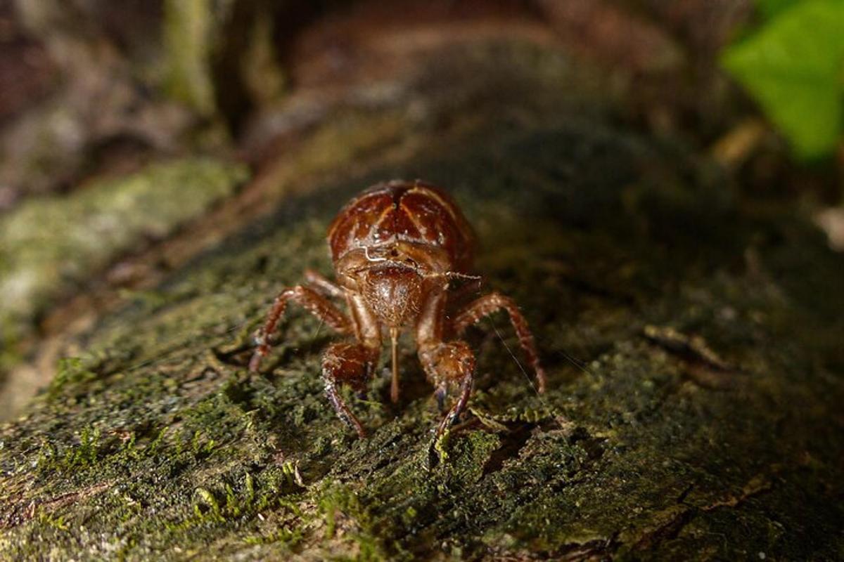 a brown crab is sitting on a rock