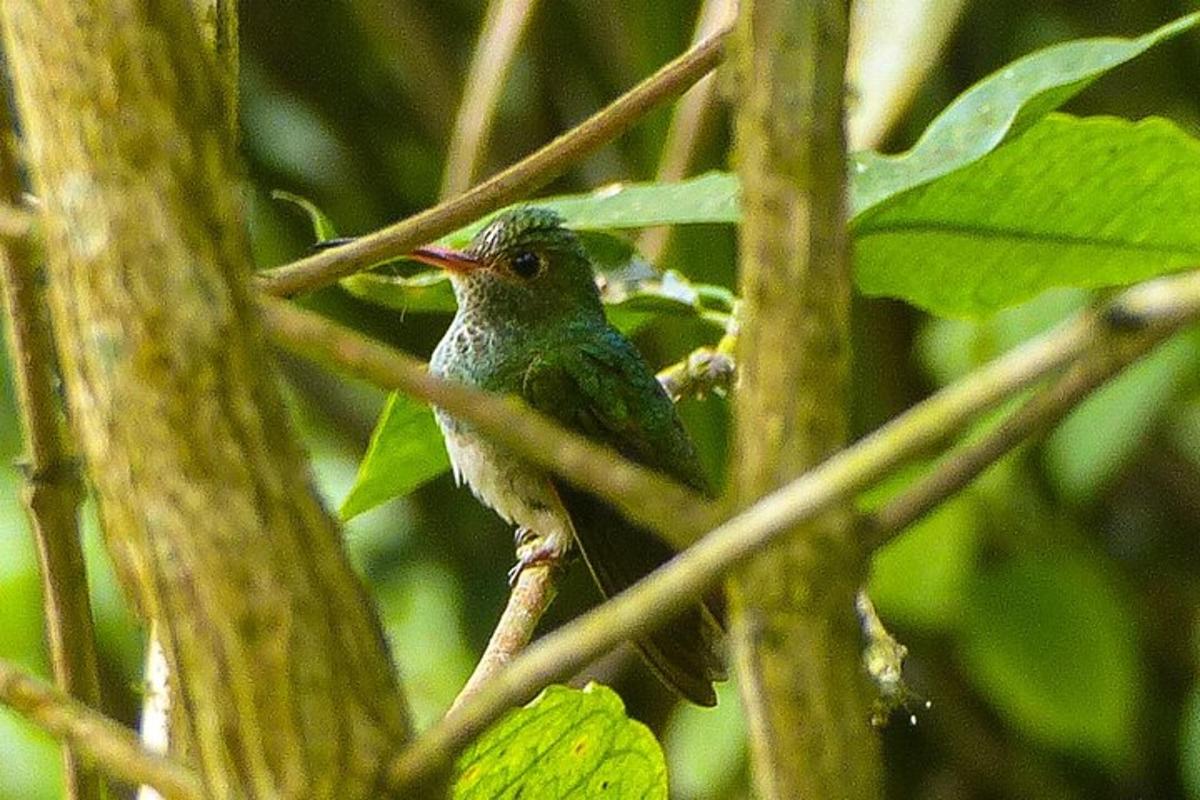 a bird sitting on a branch of a tree