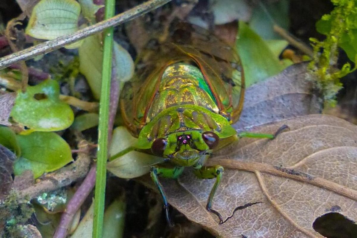 a green insect is sitting on a leaf