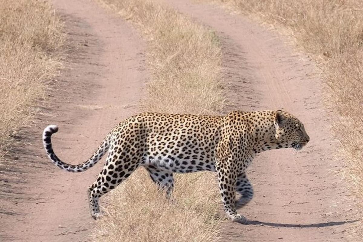 a cheetah walking down a dirt road