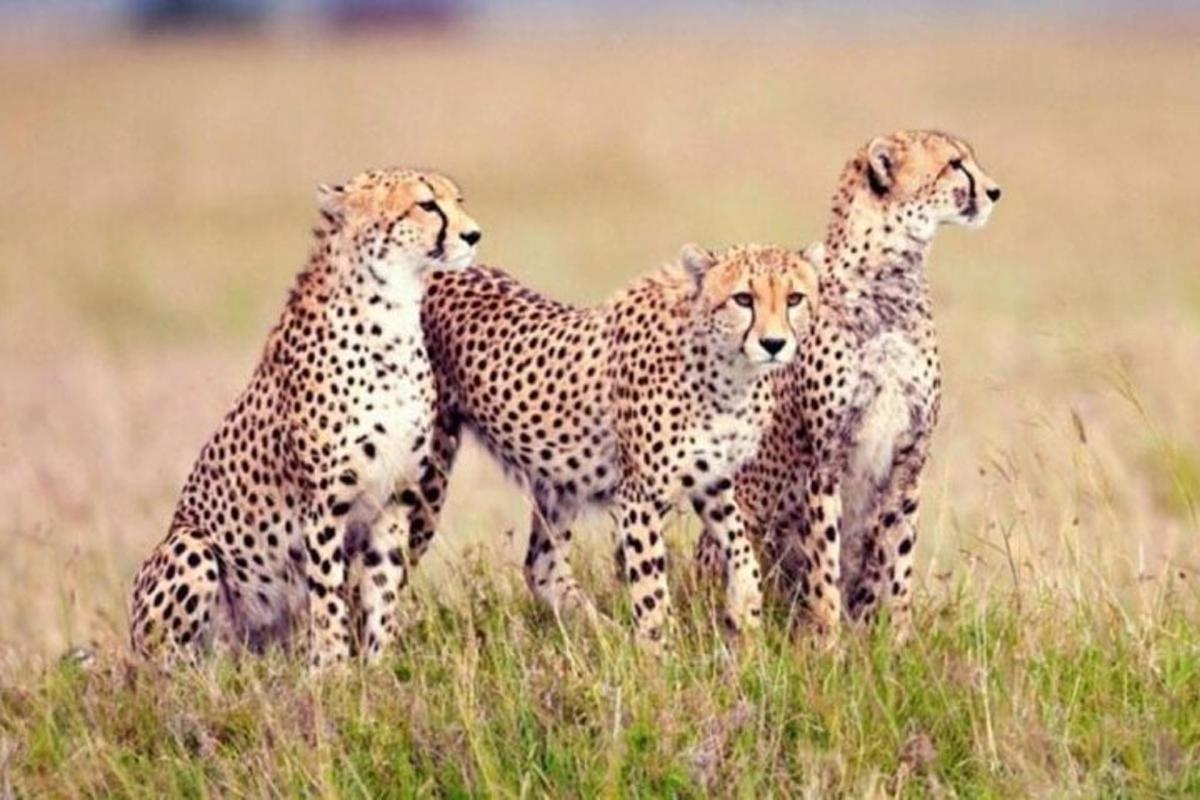 um grupo de quatro chitas em pé em um campo