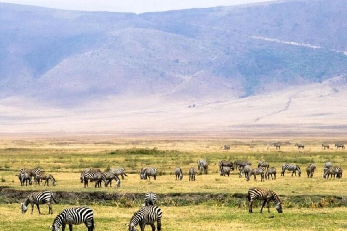 a herd of zebras grazing in a field