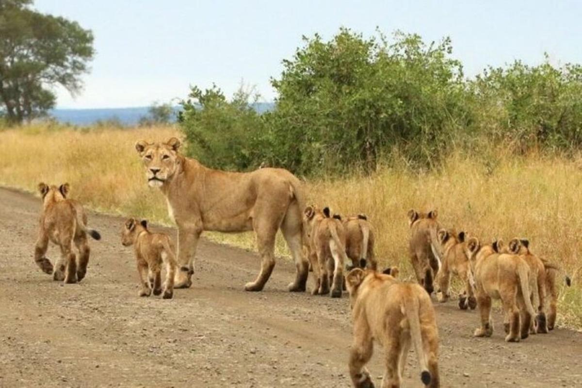 a group of lions walking down a dirt road