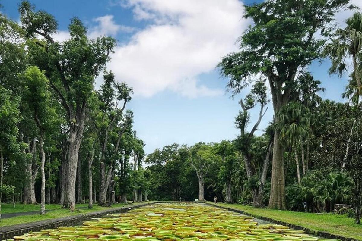 un grande stagno di ninfee su una strada