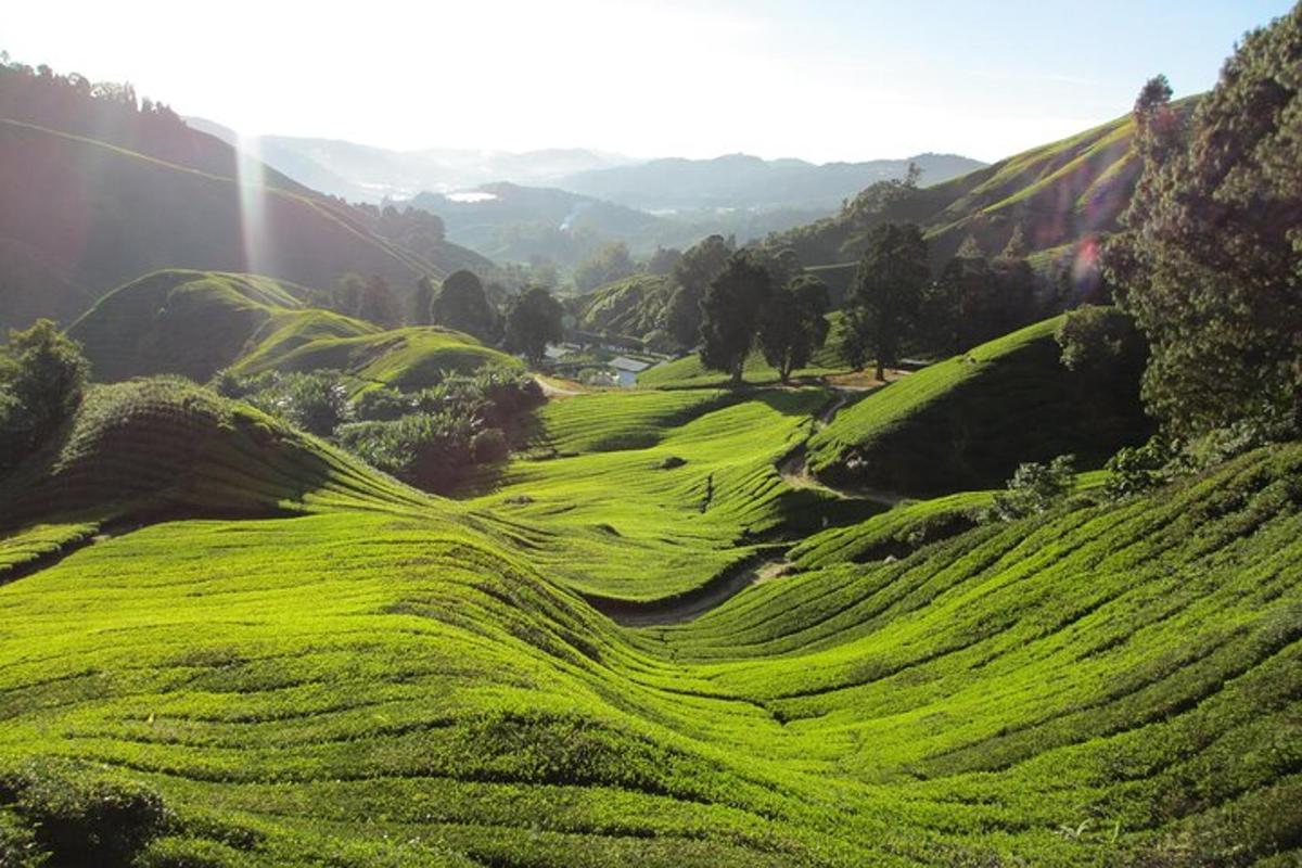 a green hillside with trees and grass
