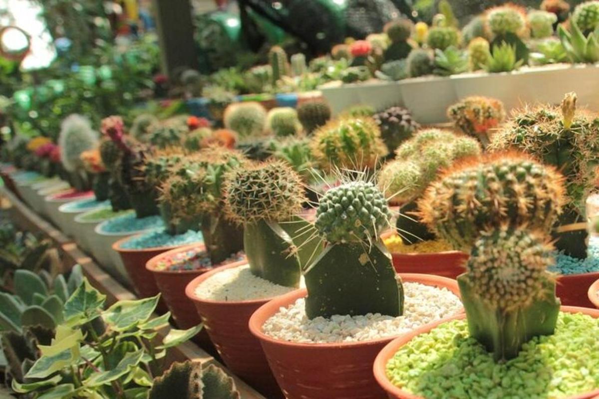 a group of cactus plants in pots in a store