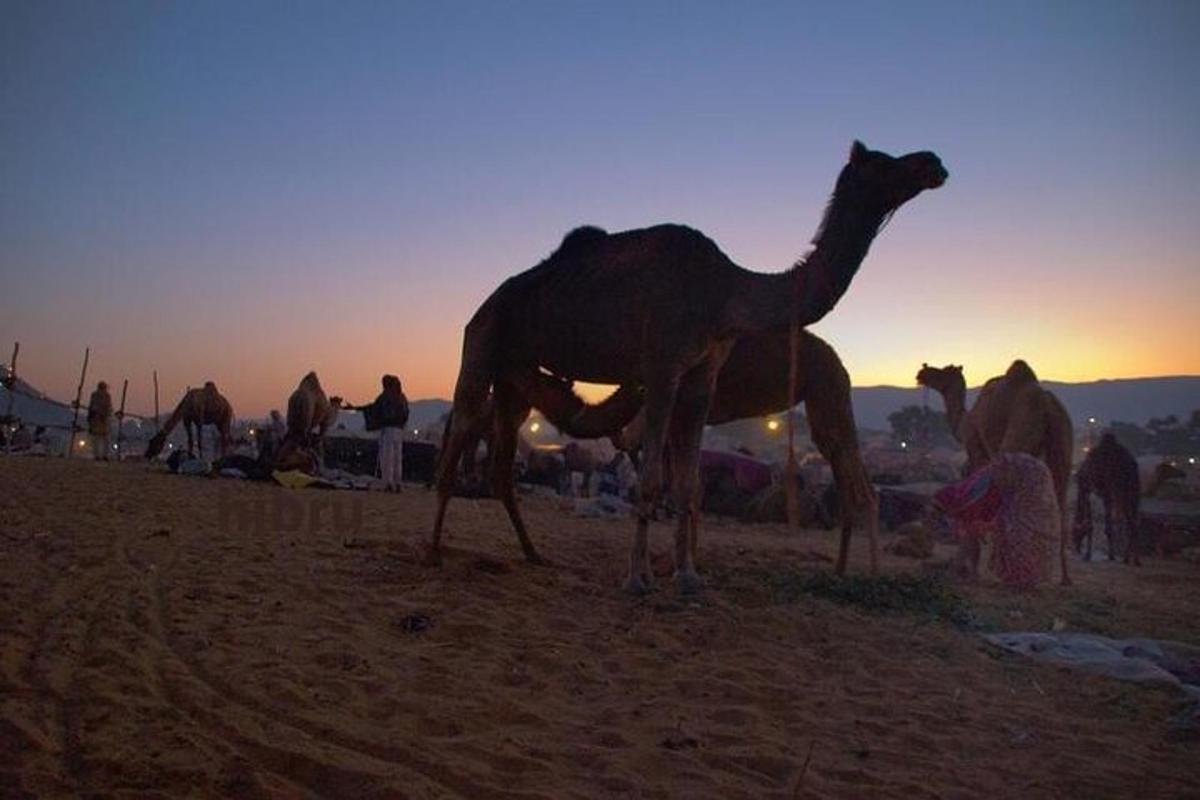 a camel standing in the desert at sunset